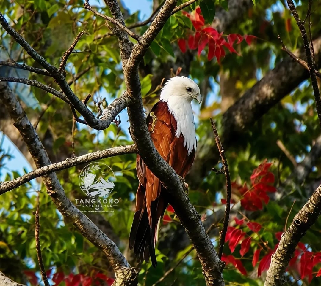 Tangkoko Ranger Host