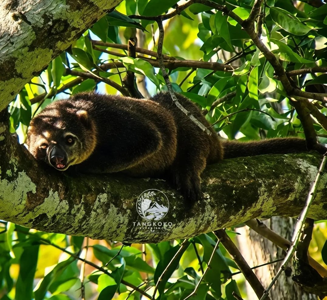Tangkoko Wildlife Evening