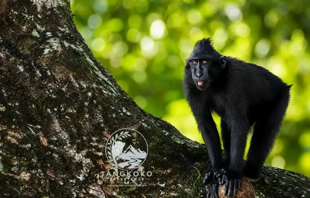 Tangkoko Wildlife Evening